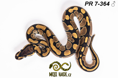 hadi na prodej, mládě, český chov hadů, odchov hadů, mojihadi.cz, Python regius, ballpython, krajta královská, het Orange Ghost